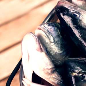 İlknak Aquaculture